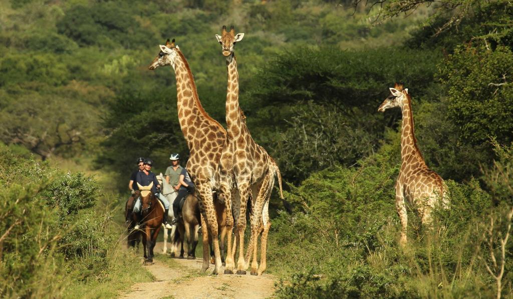 Pakamisa Private Game Reserve Pongola Exterior foto