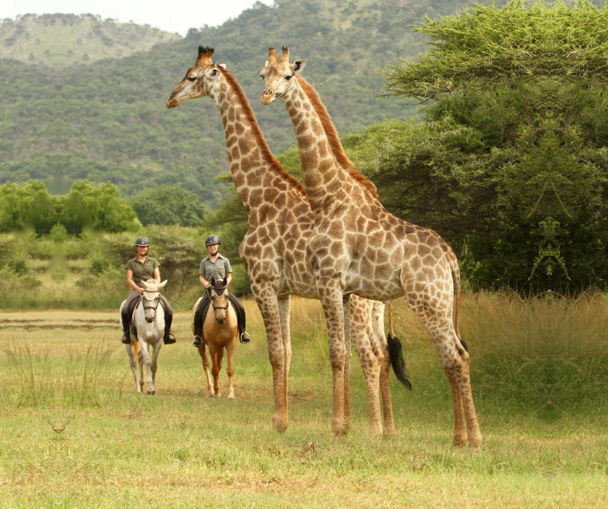 Pakamisa Private Game Reserve Pongola Exterior foto